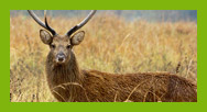 Wildlife National Sanctuaries and Parks Tours